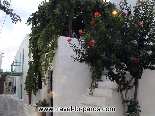 PARIKIA PAROS - The lime walls and the flowers are creating beautiful pictures.